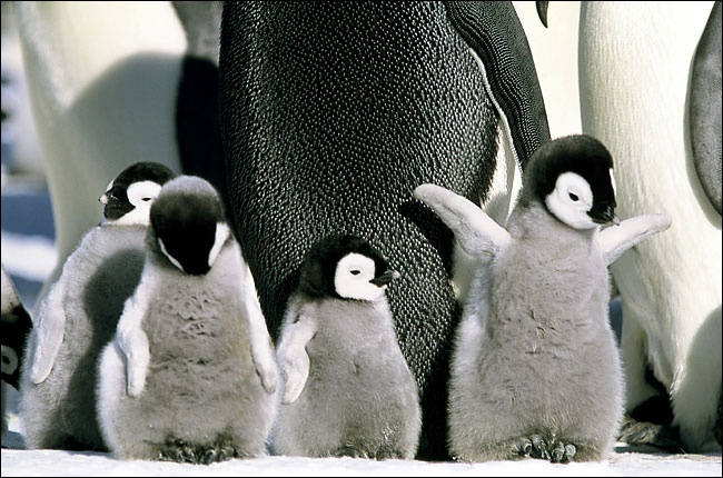 Sunday Penguins!