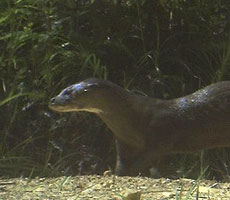 Otterday, and Open Thread