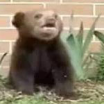 I feel rather like this sneezing bear this week