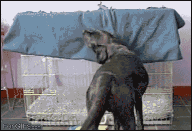 animated gif: a large black dog stands in front of a crate and grabs a blue blanket from the top of the crate with its mouth - it then walks into the crate so that the blanket drapes over its body as it slides down from the top of the crate, and then lies down all cosily covered (head included) by the blanket