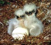baby eagles in a nest in Coolum, QLD