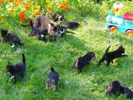 img:confusion of cuteness