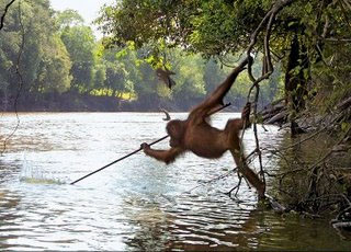 This orangutan photo is from an unknown spot, but it is wild behaviour (found on the delightful Orangutan Photos blog)