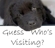 a black labrador pup looks peacefully into the camera, text below reads *Guess Who's Visiting?*