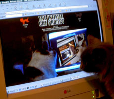 A cat looking at a computer screen showing a cat ooking at a computer screen showing a cat ooking at a computer screen showing a cat ooking at a computer screen showing a cat ooking at a computer screen etc etc ad infinitum
