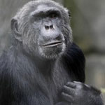 a chimpanzee in captivity