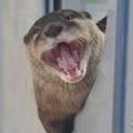 otter leaning out of a little hole with its mouth wide open, captioned: AND STAY OUT!
