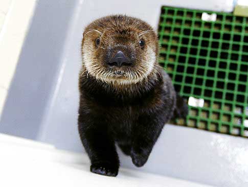 A young otter in a white room with a green wire-mesh window comes forward to look into the camera lens 