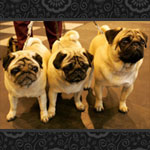 three pugs on leash, walker's trousered shins in background