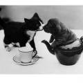 A black and white kitten on a white tablecloth next to a teacup and saucer is touching noses with a wrinkly puppy who is, for some reason, sitting inside a teapot