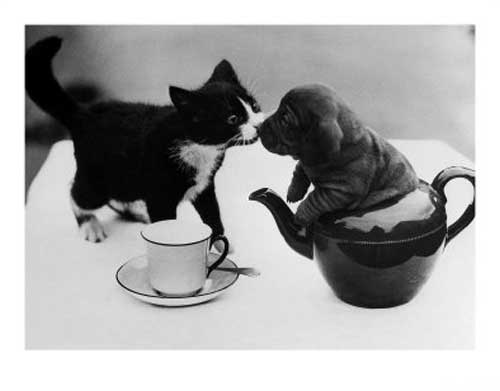 A black and white kitten on a white tablecloth next to a teacup and saucer is touching noses with a wrinkly puppy who is, for some reason, sitting inside a teapot