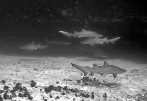 carcharias taurus, Maroubra, Sydney, by Doug Anderson, CC BY-NC