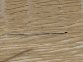 "Snake haven" ... central Queensland hospitals are stocking up on anti-venom as snakes seek safety from floods