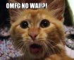 a small cat with wide-open eyes and mouth, caption OMFG NO WAI!?!
