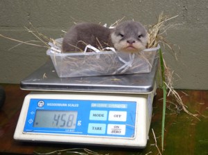 Small otter sitting in takeaway food tray on digital scales reading "458 (grams)"