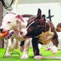 puppies playing with chew-toys inside a miniature football stadium