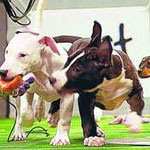 puppies playing with chew-toys inside a miniature football stadium