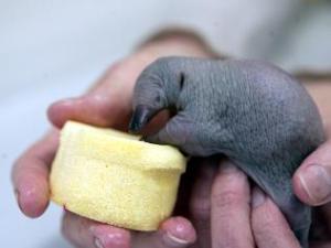 A tiny echidna puggle nuzzles at a sponge full of milk, cradled by a zoo worker's hands