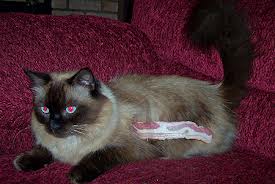 A fluffy Himalayan cat lles on a pink chair looking moderately perturbed by the rasher of bacon taped to its flank