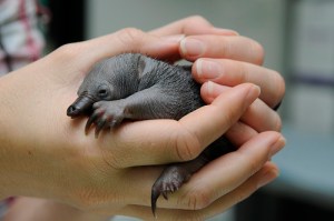 An older echidna baby with some spines beginning to appear, cupped in a pair of hands