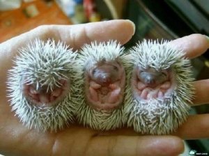 A human hand with open palm has three tiny hedgehog babies resting on it