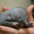 A close up shot of cupped pale-skinned human hands carefully cradling a small grey baby mammal with a long snout
