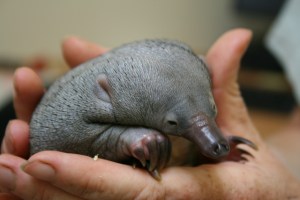 A close up shot of cupped pale-skinned human hands carefully cradling a small grey baby mammal with a long snout