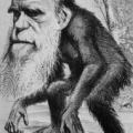 An ink drawing of a chimpanzee's body with the head of Charles Darwin
