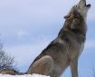 A wolf sitting on its haunches in the snow, its muzzle pointing upwards, howling.