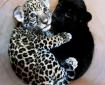 two leopard cubs in a pale pinkish bowl - one is spotted, one is all black