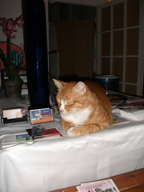 A large ginger tabby cat with white chest and socks lying on a white tablecloth covered with leaflets, flyers and business cards for artists and performers.