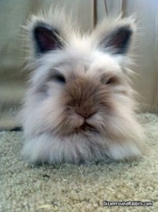 An extremely fluffy brown and grey rabbit facing the camera.