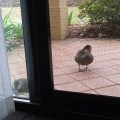 two australian bush ducks peering through a screen door