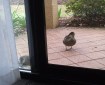 two australian bush ducks peering through a screen door