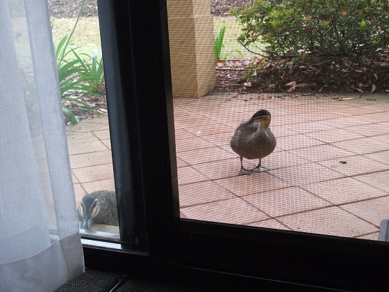 two australian bush ducks peering through a screen door