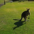 An eastern grey kangaroo with a joey in her pouch (only the tiny head is visible)