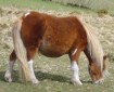 Chestnut Shetland pony grazing.