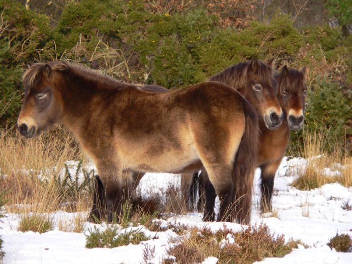 Brown ponies in snow.