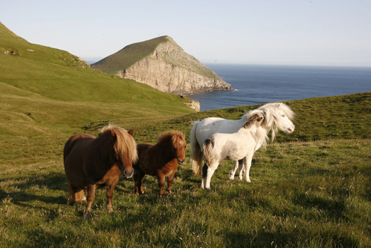 Brown and white ponies on windswept hill, ocean behind.