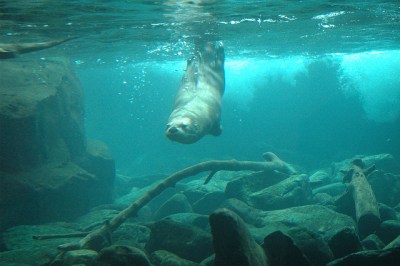River otter diving below the surface