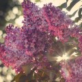 Lilac bloo,ms with the sun shining through them