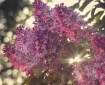 Lilac bloo,ms with the sun shining through them