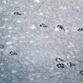 Otter Tracks on the Snow-Covered Ice The otters had walked up the Water of Girvan, at the place where they usually swim, leaving their distinctive tracks on the snow-covered ice. Otter tracks show 5-toed marks, with a clear "heel" behind the pad. I also saw fox tracks on the ice.
