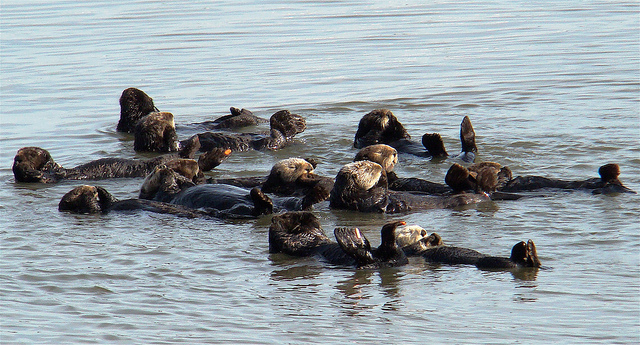 Around a dozen sea otters lying together on their backs in water, basking in the sun