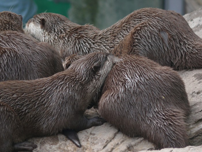 Four brown otters in a snuggly pile