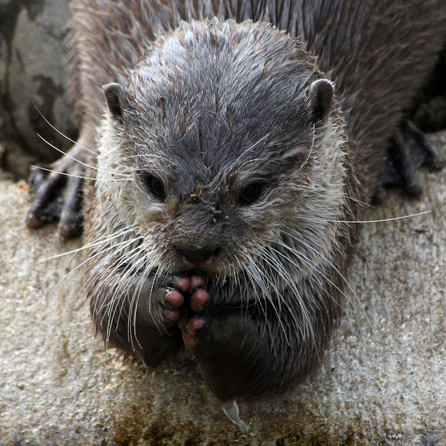 5095656663_15409b9d61_z