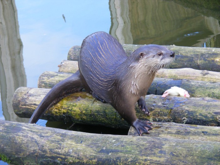 River otter standing on a base of round logs