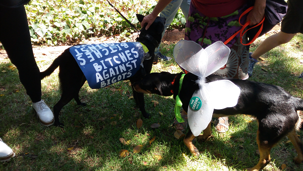Two leashed dogs excited to see each other in a shady park area