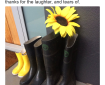 Photograph of three pairs of gumboots beside a front door, with a sunflower