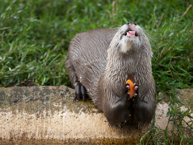 An English river otter hunched down on the side of a pond, holding a carrot between its front paws, with its snout raised up high as if praying.